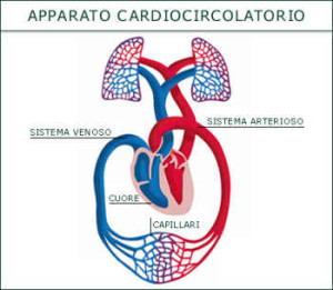 cardiocircolatorio